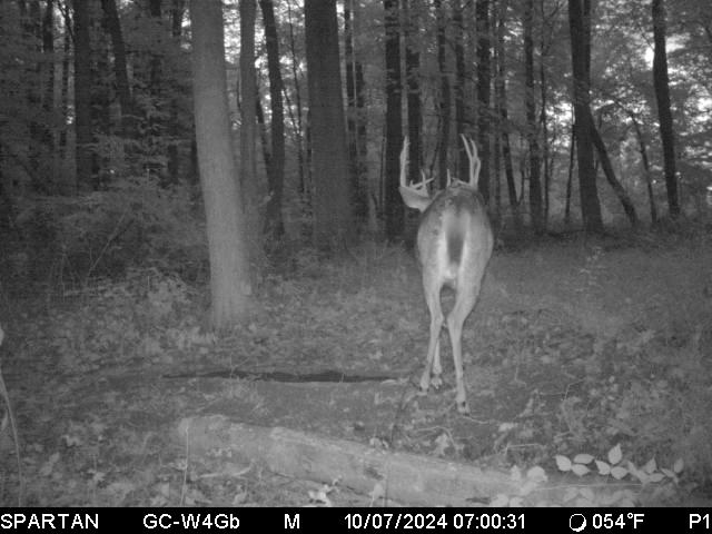 Deer Pond Placed Along Wildlife Trail, Providing Accessible Water Source for Whitetail Deer