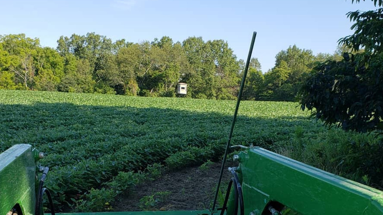 Banner image of a lush food plot, providing essential nutrition and habitat for whitetail deer.