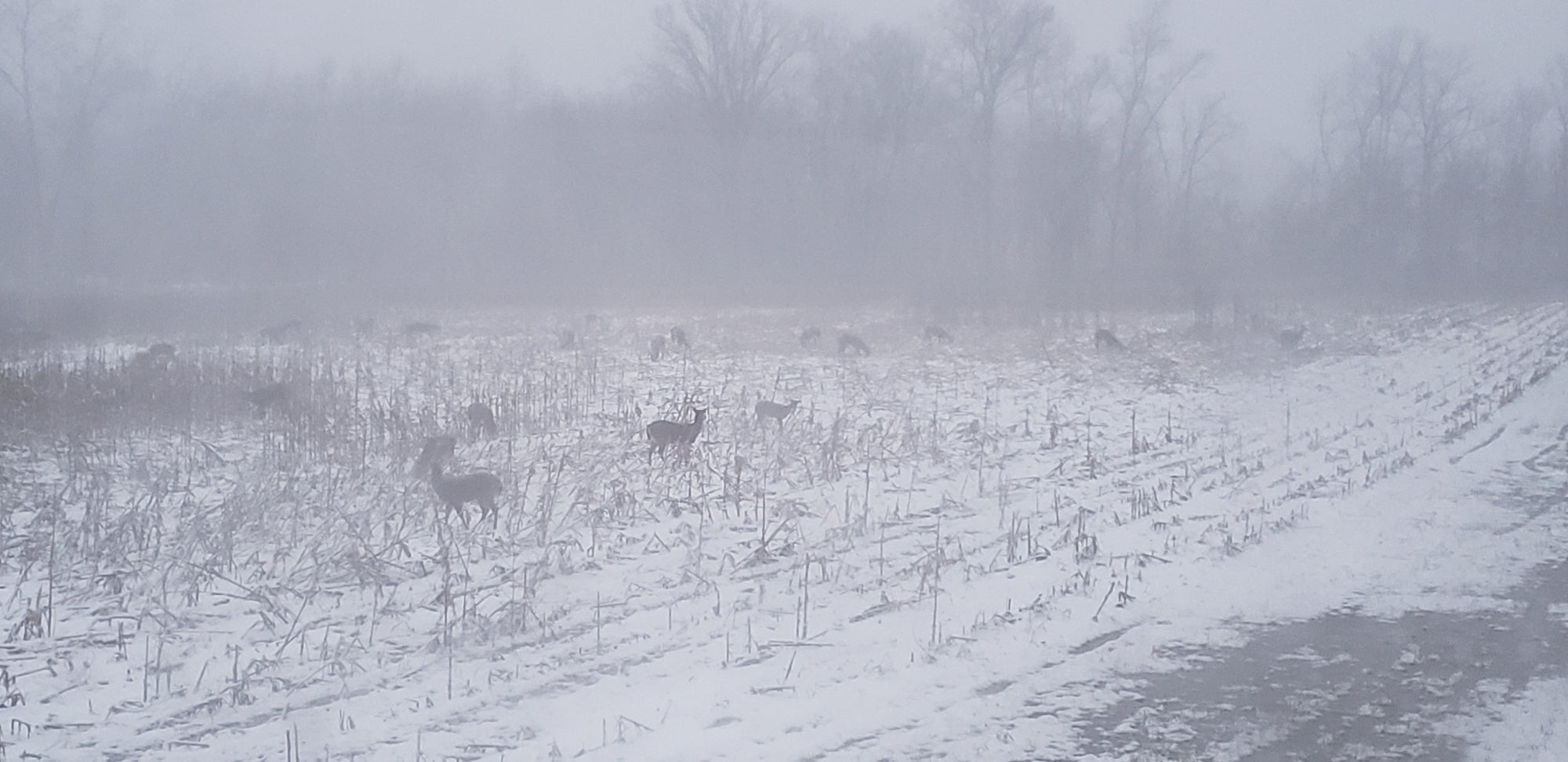 Snow-covered food plot supporting post-season deer herd on optimized whitetail habitat