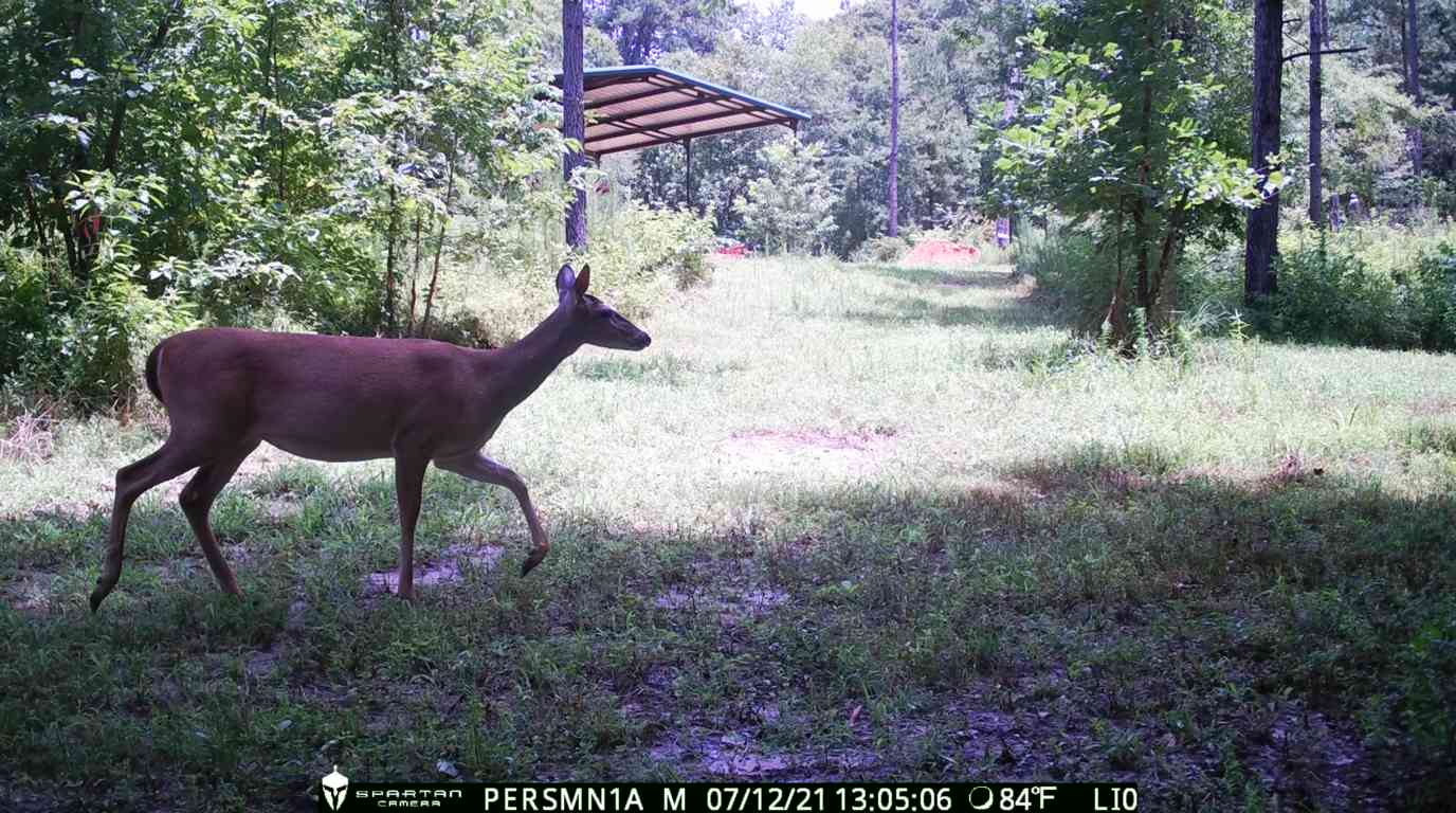 Spartan Trail cam image capturing a whitetail deer in its natural habitat, providing real-time wildlife monitoring.