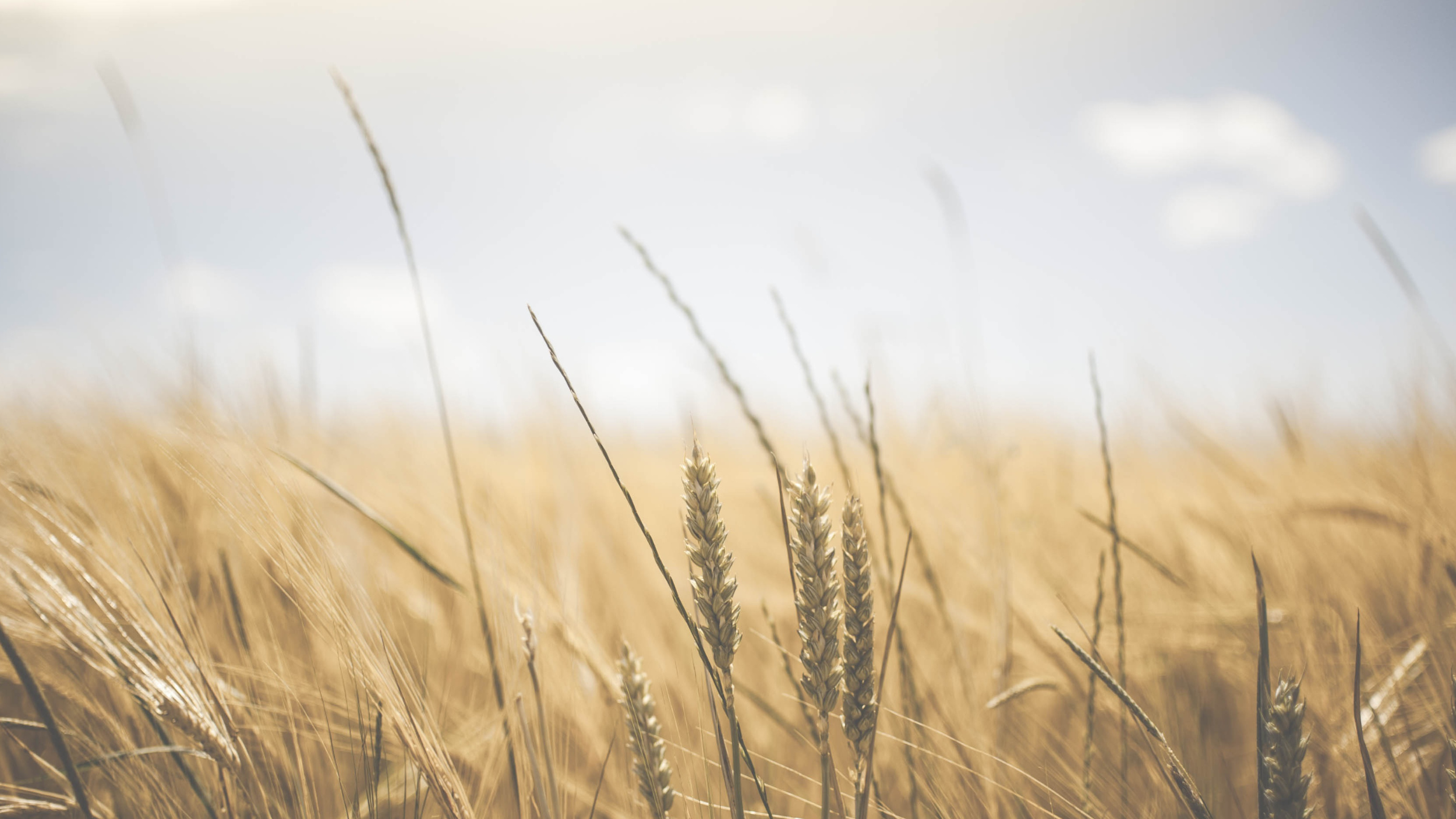 bajio wide body collection image landscape field scenery