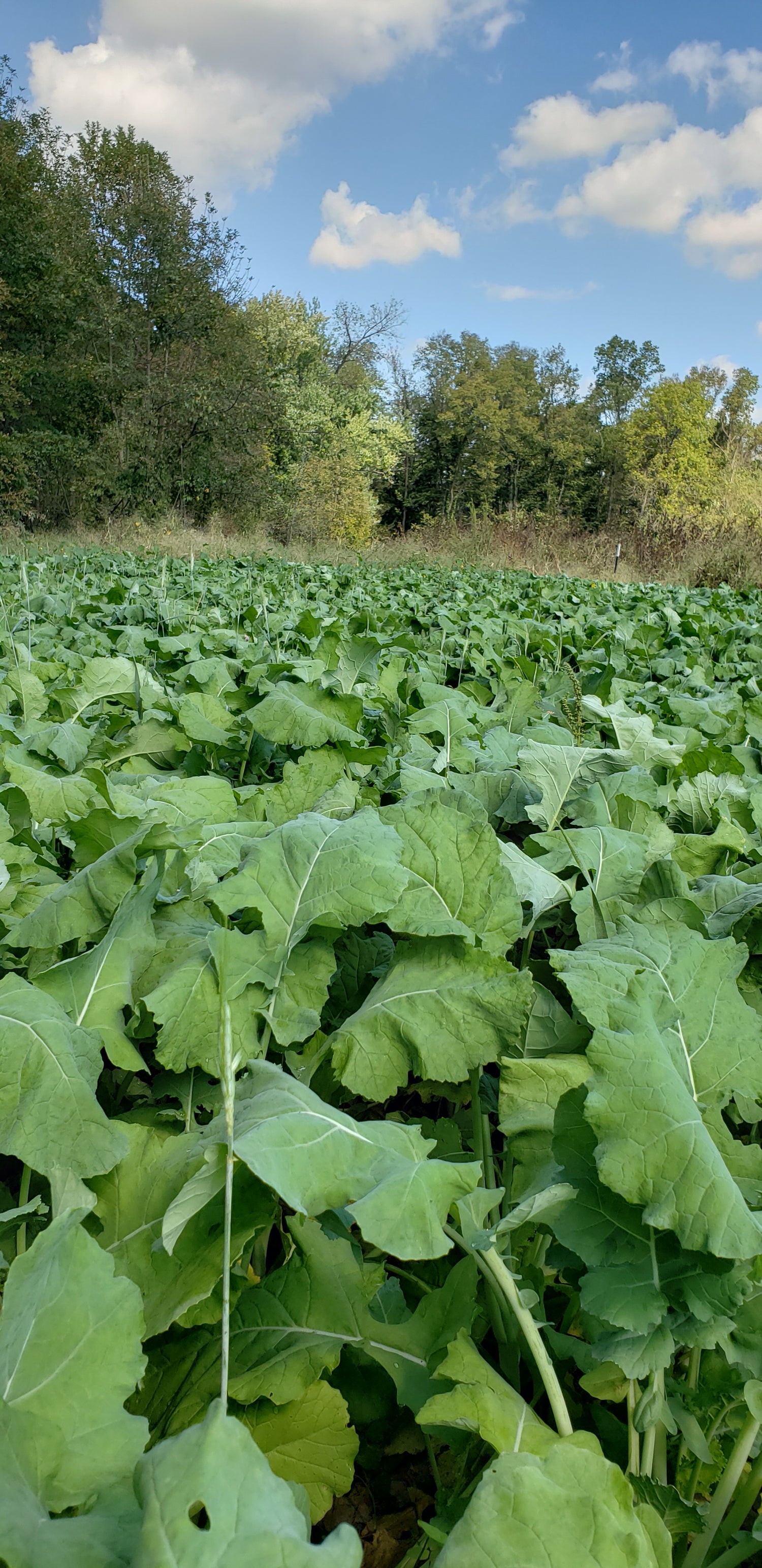 Lush green growth in a large food plot managed for deer nutrition and attraction