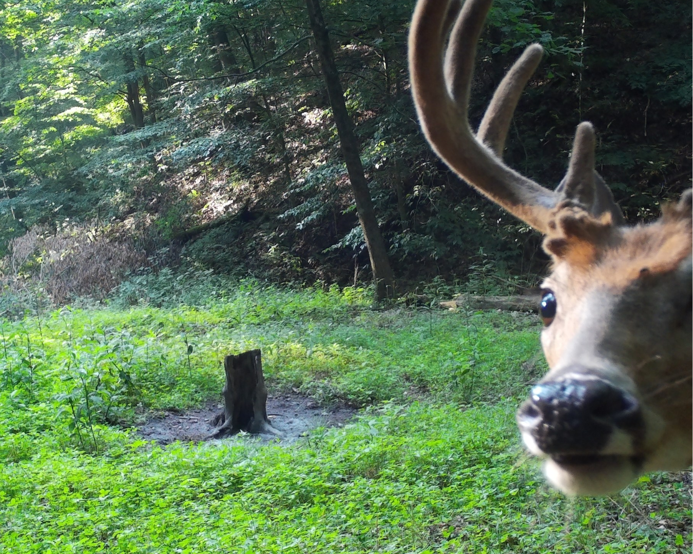 Curious whitetail deer staring directly into a trail camera on managed hunting property"