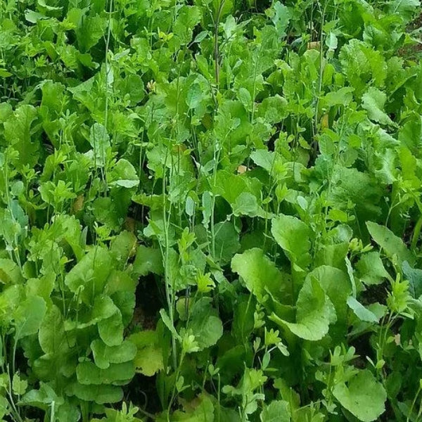 Grandpa Ray Outdoors GRO Fall Draw annual forage blend