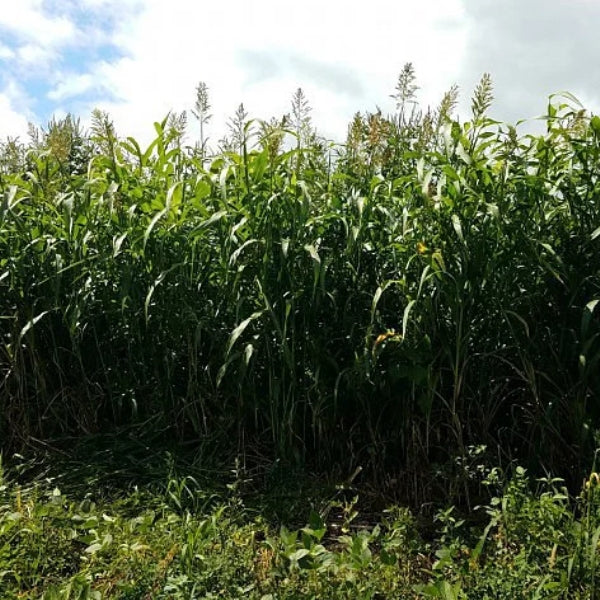 Grandpa Ray Outdoors fortress blend annual forages