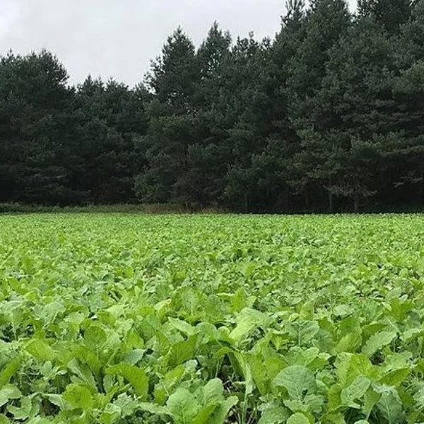 Grandpa Rays Outdoors Frosty Delight annual multi graze blend