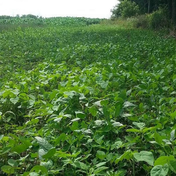 Grandpa Rays Outdoors Four Galore annual blend of soybeans and peas