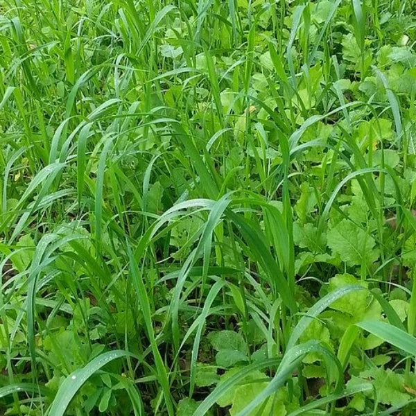 Grandpa Ray Outdoors Grains and Greens annual grains and brassicas