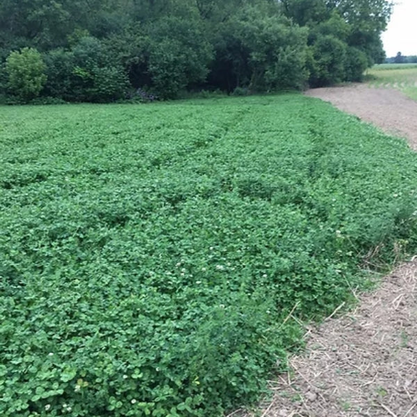 Grandpa Ray Outdoors GRO-Gold perennial food plot mix