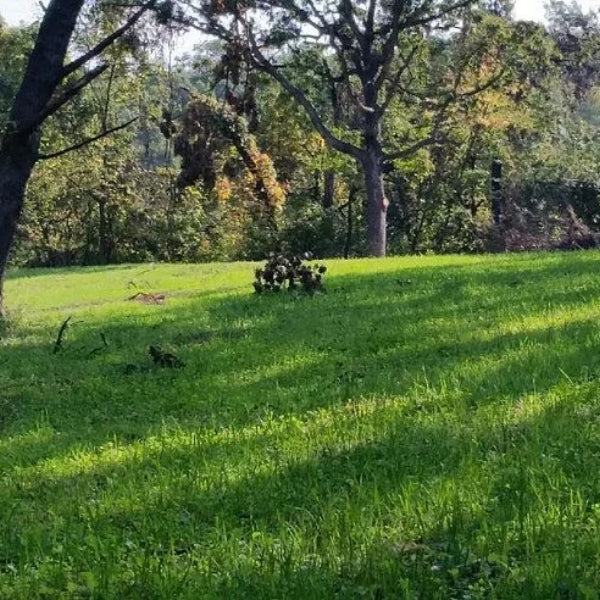 Grandpa Ray Outdoors Inner Sanctum forage blend of annuals and perennials