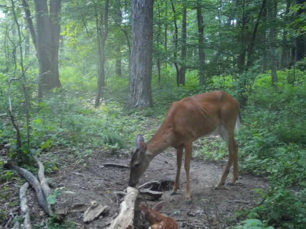 Habitat and Feed