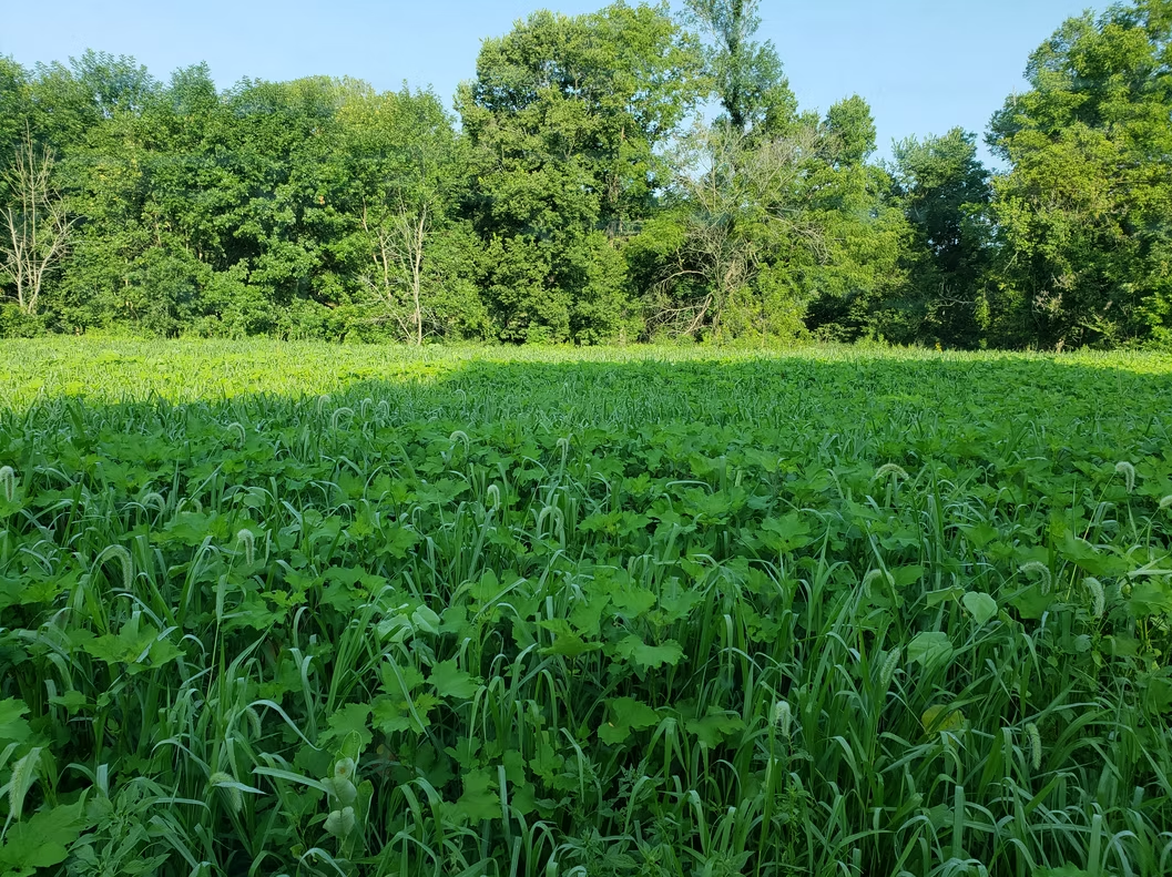Food Plot Seed