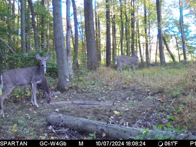 Deer Pond DP-50 Placed Along Wildlife Trail, Providing Accessible Water Source for Whitetail Deer
