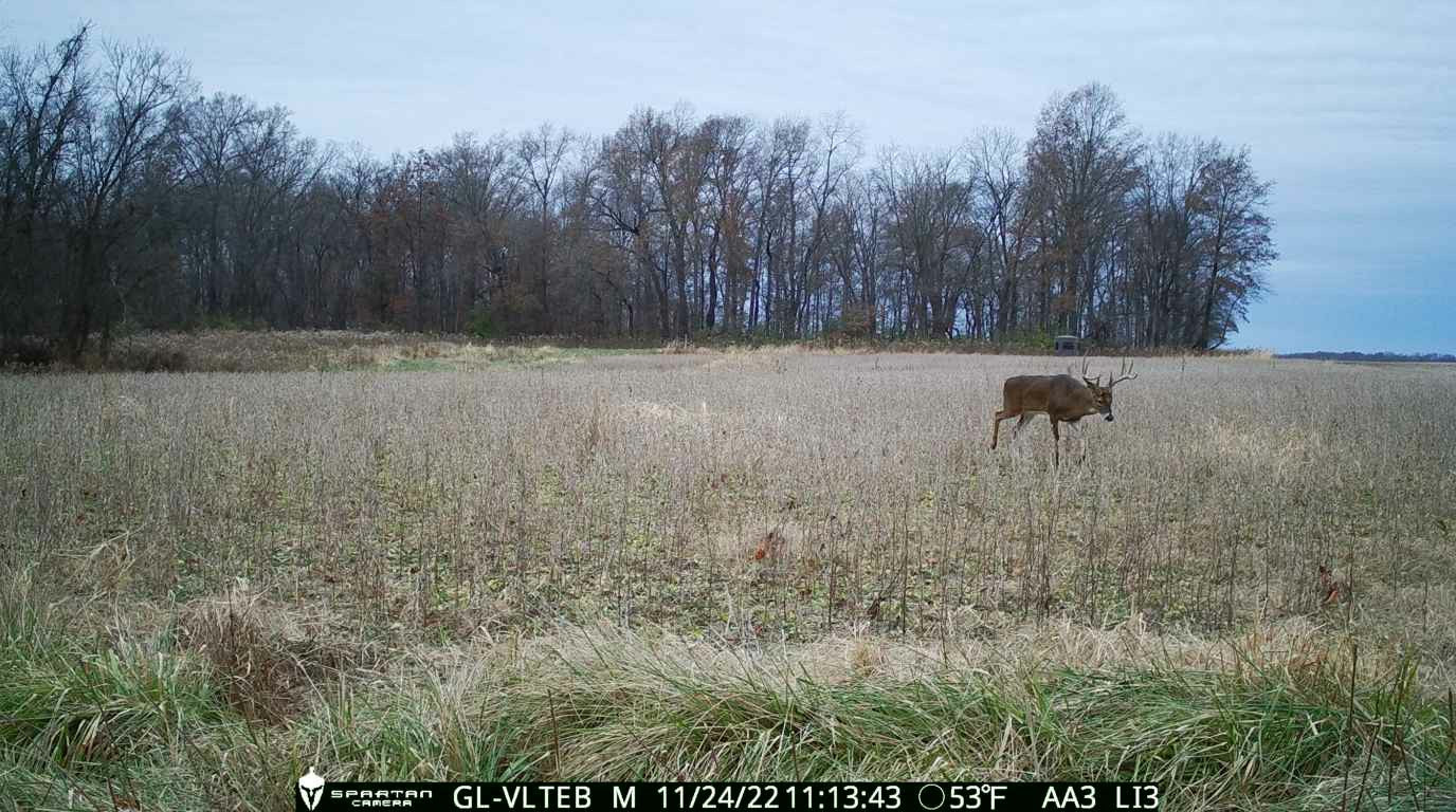 Remote image of whitetail buck moving through habitat zone