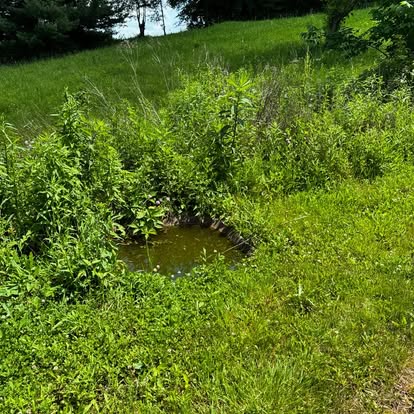 Deer pond installation after regrowth showcasing the natural, ,blended in look.