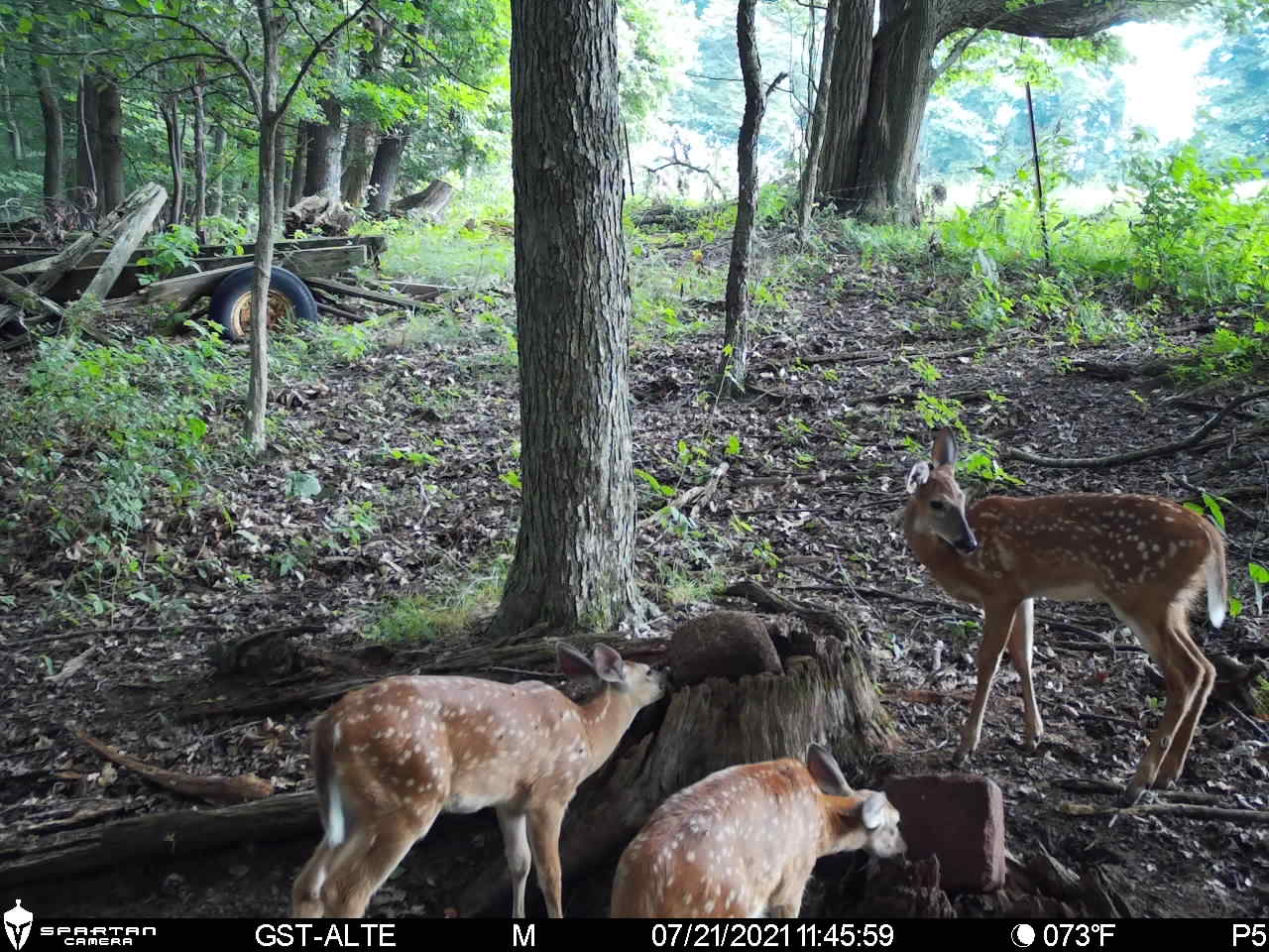 Young whitetail deer gathered around mineral stump on managed hunting property