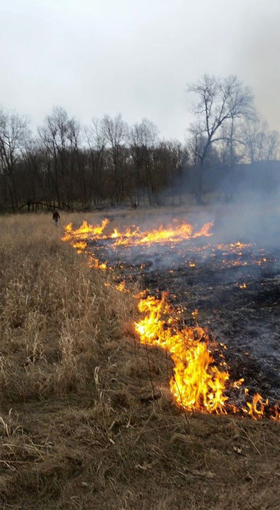 Controlled burn in a whitetail habitat field – used for land management to improve soil health and encourage native growth on hunting properties
