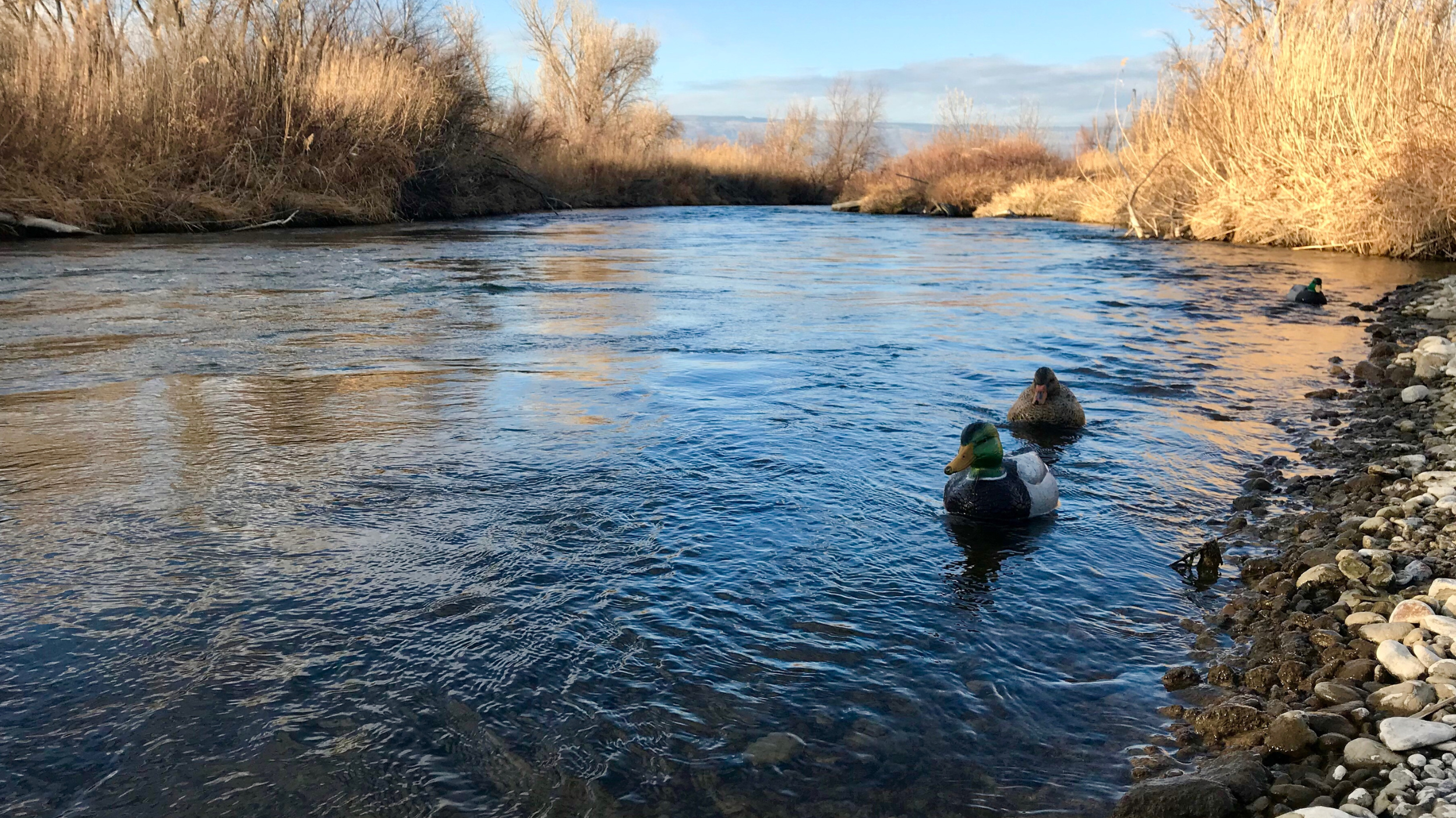 landscape image of ducks in a lake