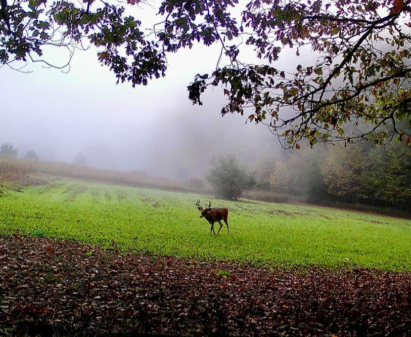 Whitetail Deer patterned on hunting property