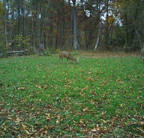 Successful habitat project — whitetail deer utilizing a secluded food plot in the woods