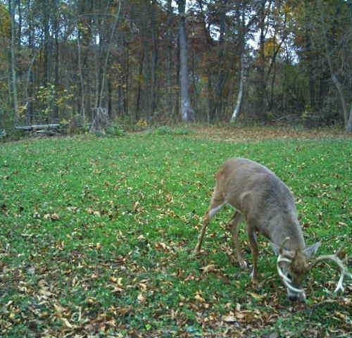Deer browsing in an interior food plot developed by Epicenter Outdoors for improved nutrition and attraction
