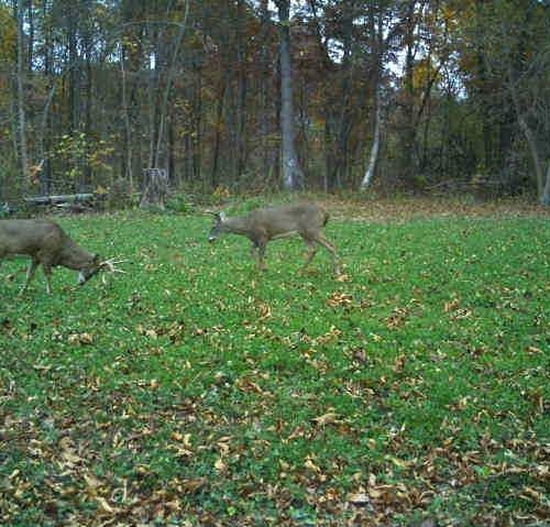 Whitetail deer feeding in a newly cleared interior food plot designed for habitat enhancement