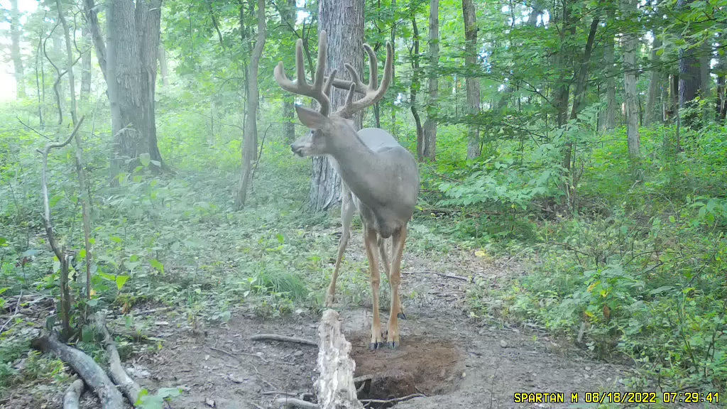 Video of a whitetail deer feeding on plants, reinforcing the Epicenter Outdoors philosophy: 'We Build It. They Will Come.