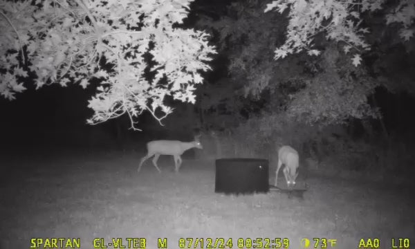 Load video: Trail cam footage of two deer drinking from a Wild Water watering system, capturing natural hydration in the wild