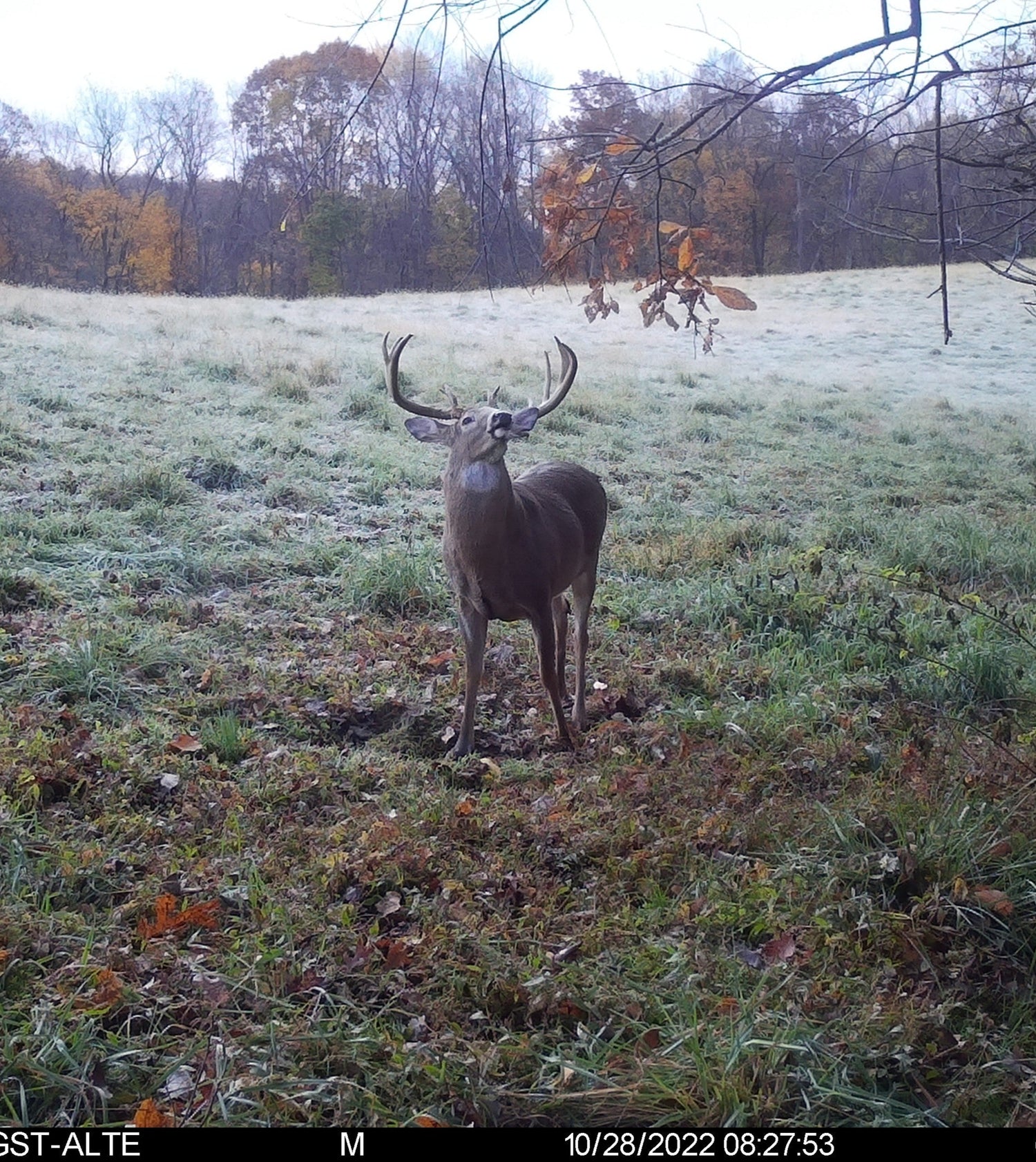 Mature whitetail deer photographed by trail camera on habitat-managed property