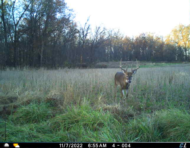 High-quality trail camera capture of mature buck on managed land