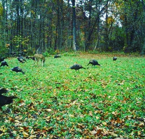 Wild turkeys grazing in a freshly installed interior food plot on managed whitetail property