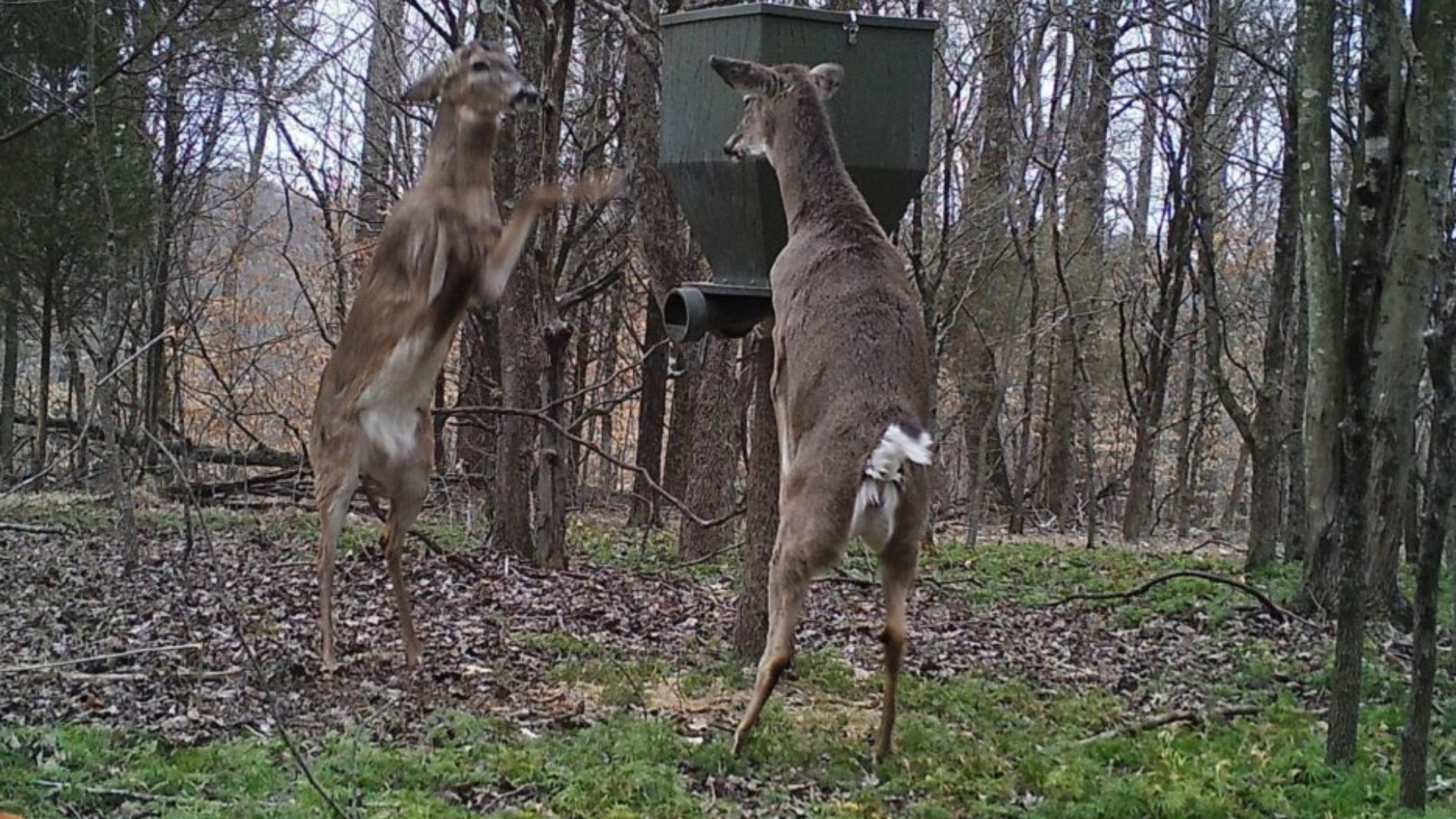 Two whitetail deer feeding from a gravity feeder in the woods, showcasing a natural and effective wildlife management solution.
