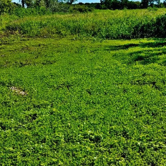 Grandpa Ray Outdoors GRO 3-way annual clover blend