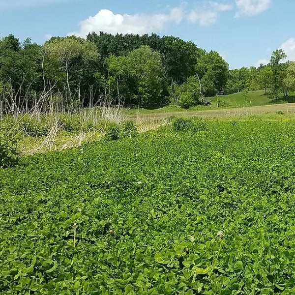 Grandpa Ray Outdoors GRO-Gold perennial food plot mix